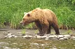 Сплав по р. Быстрая (Малкинская), 3 дня 2 ночи3
