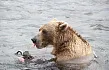 Автомобильный тур по югу Камчатки "Медвежий рай", 5 дней/4 ночи3